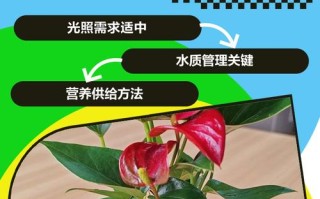 水培红掌露根怎么办？