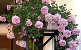 藤蔓月季盆栽选什么盆好？