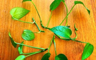 绿萝水培烂根怎么办？快速解决方法有哪些？