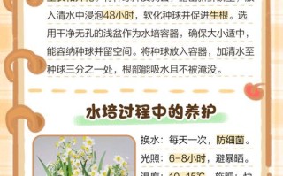 水培水仙如何转土培？