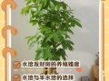 发财树水培改土培要注意什么？