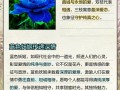 蓝色妖姬盆栽图片的花语是什么？