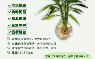 水培富贵竹怎么能养好