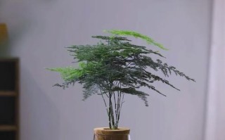 水培文竹多久能生根？