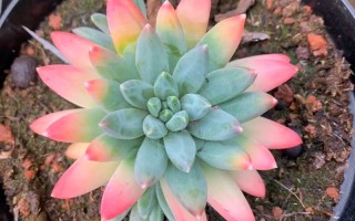 美人星多肉怎么养？养护技巧有哪些？