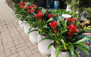 客厅适合放哪些盆栽鲜花？