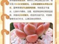多肉新手如何轻松养好？