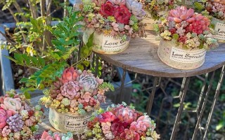 多肉拼盘怎么搭配才好看？