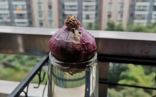 水培风信子怎么种？步骤是什么？