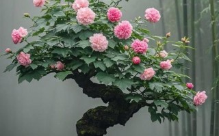 花草树木盆栽图片大全，有哪些种类与养护技巧？