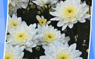 盆栽菊花什么时候扦插