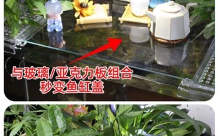 水培定植杯距水面多远合适？