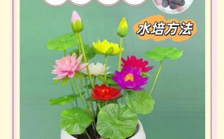无土水培碗莲该用什么肥料？
