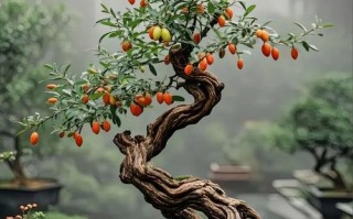 盆栽枸杞落叶是何原因导致？