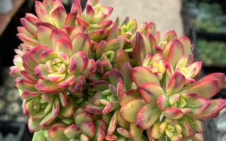 昆明多肉批发市场具体位置在哪？