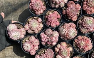 多肉新版小红衣图片长啥样？