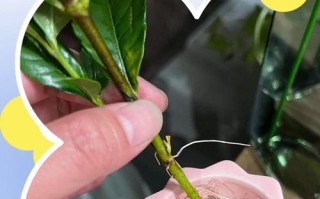 栀枝花水培怎么快速生根？