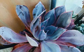 晚霞多肉怎么养才出状态？