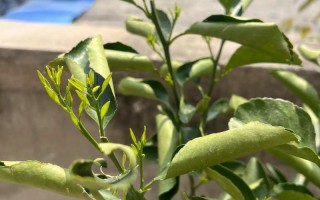 柑橘树盆栽春季不发芽怎么办？