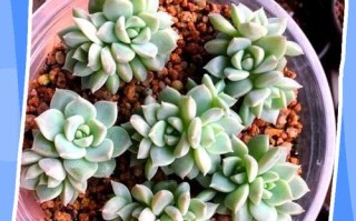 多肉叶子变软土发霉怎么办？