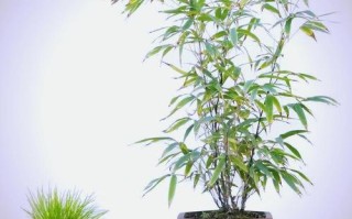 盆栽竹子为何不是竹子？