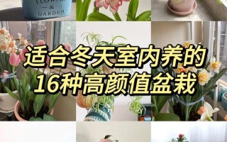 冬天小盆栽怎么养？图片教程看这里