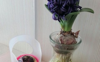 水培风信子种球发霉了怎么办？