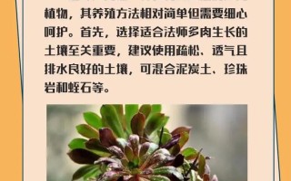 多肉绿法师怎么繁殖最快？