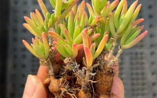 果冻色多肉是哪种植物？