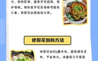 多肉植物养几年才能开花？