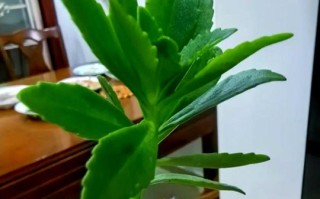 盆栽三七怎么插杆？图片视频有技巧吗？