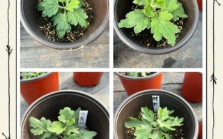 菊花盆栽怎么养？日常管理要注意什么？