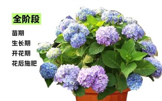 水培绣球花为何会散开？