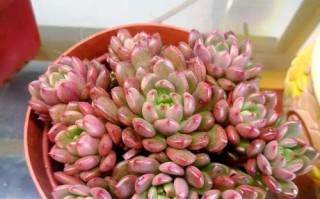 红宝石进口多肉植物怎么养？