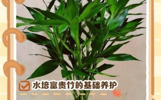 富贵竹水培如何轻松养爆盆？