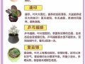 多肉如何持久维持果冻色？