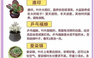 多肉如何持久维持果冻色？