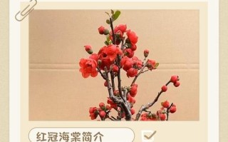 盆栽海棠怎么养才好看？