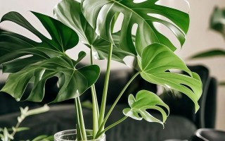 龟背竹水培转土培能活吗？