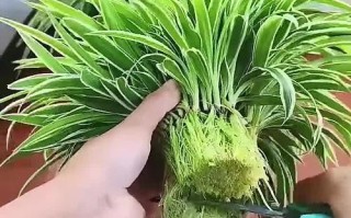 水培吊兰根发黑必须剪掉吗？