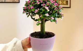 多肉如何养成小树？秘诀有哪些？