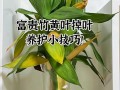 竹子盆栽如何避免黄叶？