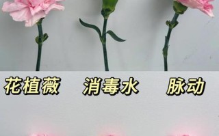 鲜切水培康乃馨怎么养才好？