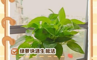 绿萝土培转水培怎么操作？