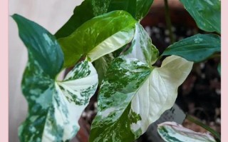 合果芋水培可以养鱼吗