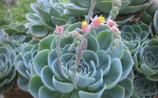 莲花多肉有哪些品种及图片名字？