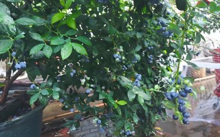 蓝莓盆栽冬天会落叶吗？