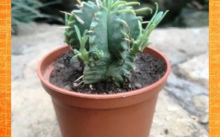 多肉将军麒麟图片有哪些品种？