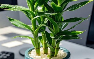 富贵竹水培如何养出这般茂盛？