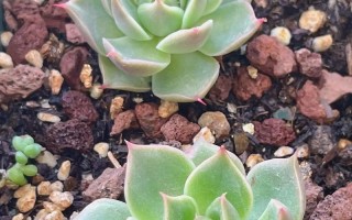 东云多肉开花后要剪花剑吗？